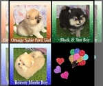 Image preview for Ad Listing. Nickname: Litter of 4