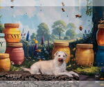 Small #2 Poodle (Miniature) Mix
