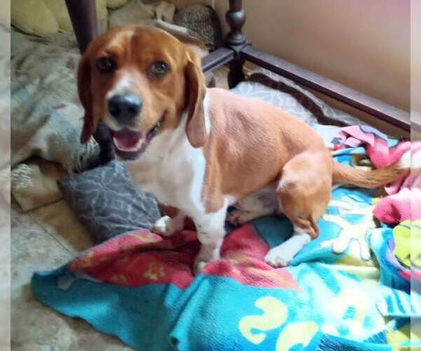 Medium Photo #2 Beagle Puppy For Sale in Tampa, FL, USA