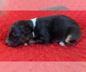 Australian Shepherd Puppy for sale in LODA, IL, USA