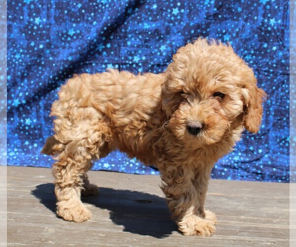 Medium Photo #3 Goldendoodle (Miniature) Puppy For Sale in BLOOMINGTON, IN, USA
