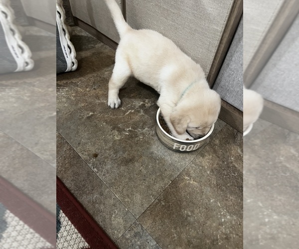 Medium Photo #1 Labrador Retriever Puppy For Sale in BIRNAMWOOD, WI, USA