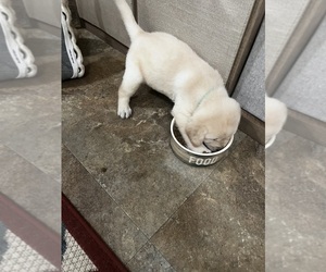 Medium Labrador Retriever