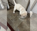 Puppy Mint Labrador Retriever