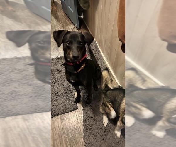 Medium Photo #9 Labrador Retriever-Unknown Mix Puppy For Sale in Holly Springs, NC, USA