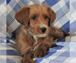 Small #1 Poodle (Miniature)-YorkiePoo Mix