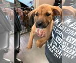 Small Labrador Retriever Mix