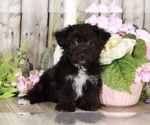 Yo-Chon Puppy for sale in MOUNT VERNON, OH, USA