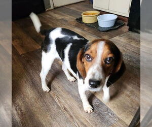 Beagle Dogs for adoption in Batavia, NY, USA