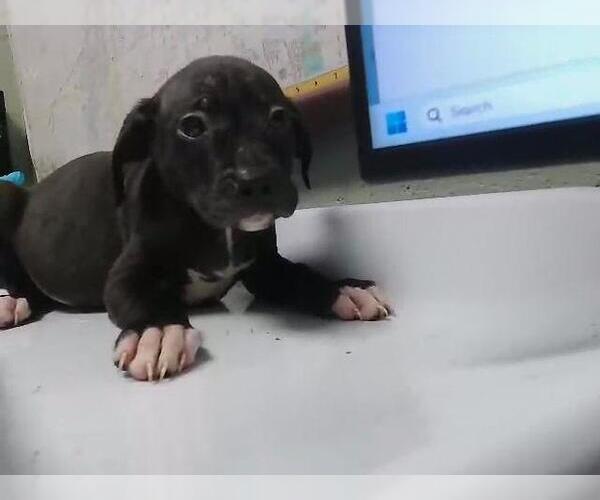 Medium Photo #1 Mutt Puppy For Sale in Tulsa, OK, USA