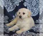 Small Photo #4 Labradoodle-Poodle (Miniature) Mix Puppy For Sale in GORDONVILLE, PA, USA