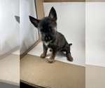 Puppy Ankle socks Australian Cattle Dog-German Shepherd Dog Mix