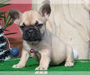 French Bulldog Puppy for sale in BOSTON, MA, USA