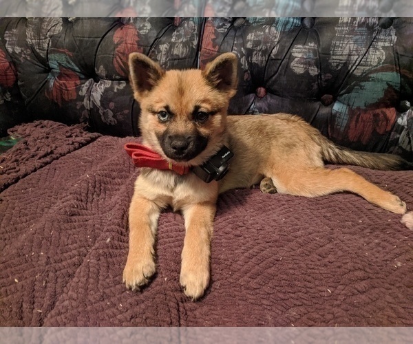 Medium Photo #1 Pomsky Puppy For Sale in ASHLAND, MO, USA