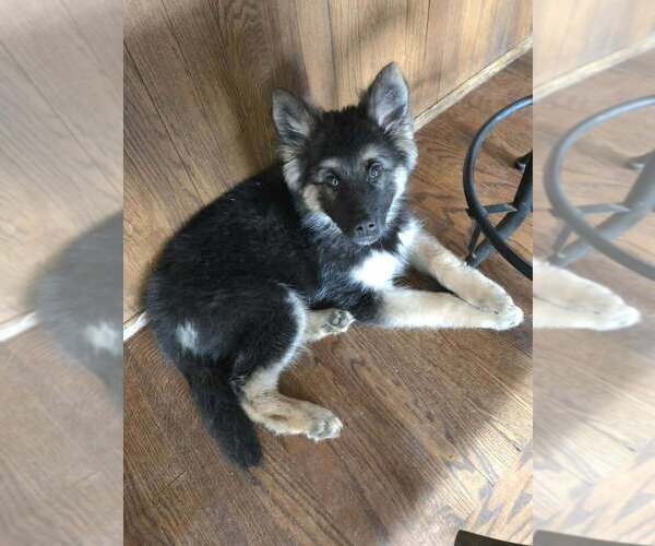 Medium Photo #3 German Shepherd Dog Puppy For Sale in Raleigh, NC, USA