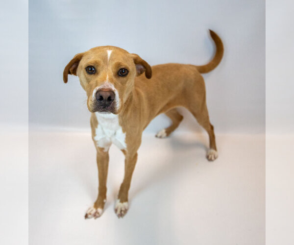 Medium Photo #6 Labrador Retriever-Unknown Mix Puppy For Sale in Kennesaw, GA, USA