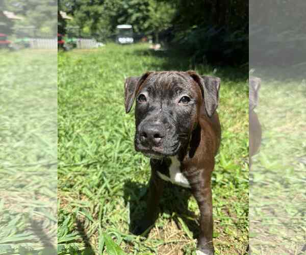 Medium Photo #5 Staffordshire Bull Terrier-Unknown Mix Puppy For Sale in Holly Springs, NC, USA
