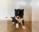Small Photo #24 Siberian Husky Puppy For Sale in INMAN, SC, USA