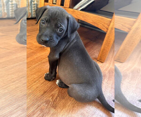 Medium Photo #1 American Pit Bull Terrier-Unknown Mix Puppy For Sale in Germantown, OH, USA