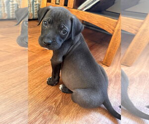 American Pit Bull Terrier-Unknown Mix Dogs for adoption in Germantown, OH, USA