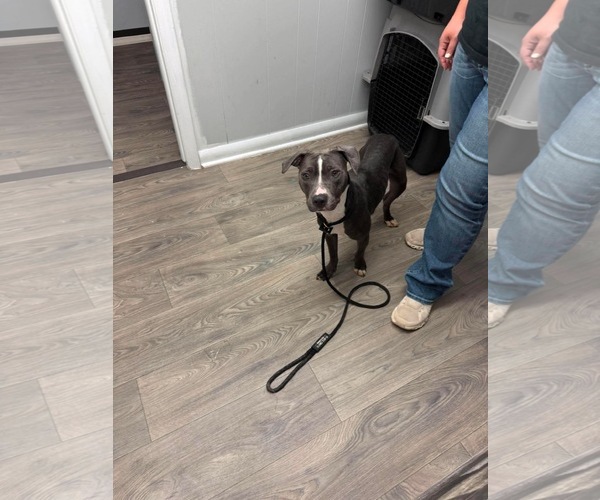 Medium Photo #5 American Pit Bull Terrier-American Staffordshire Terrier Mix Puppy For Sale in Duluth, MN, USA