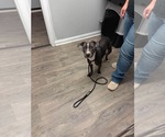 Small #4 American Pit Bull Terrier-American Staffordshire Terrier Mix