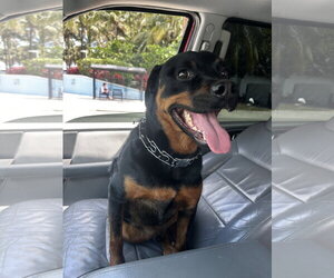 COURTESY POST: Tyson - Male Rottweiler Dog for Adoption - Photo #4