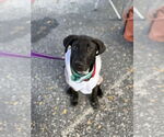 Small #1 Lab-Pointer