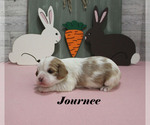 Small #6 Cavalier King Charles Spaniel