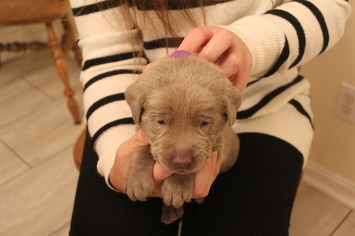 Medium Photo #11 Labrador Retriever Puppy For Sale in MANASSAS, VA, USA