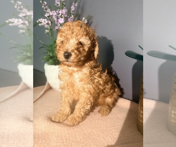Medium Photo #1 Poodle (Miniature) Puppy For Sale in MIDDLETOWN, PA, USA