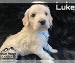 Small Photo #21 Goldendoodle Puppy For Sale in COLONIAL HEIGHTS, TN, USA