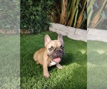 Small #2 French Bulldog