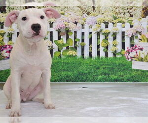 American Pit Bull Terrier-Unknown Mix Dogs for adoption in Oroville, CA, USA