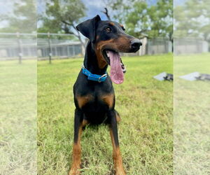 Doberman Pinscher Dogs for adoption in Devine, TX, USA