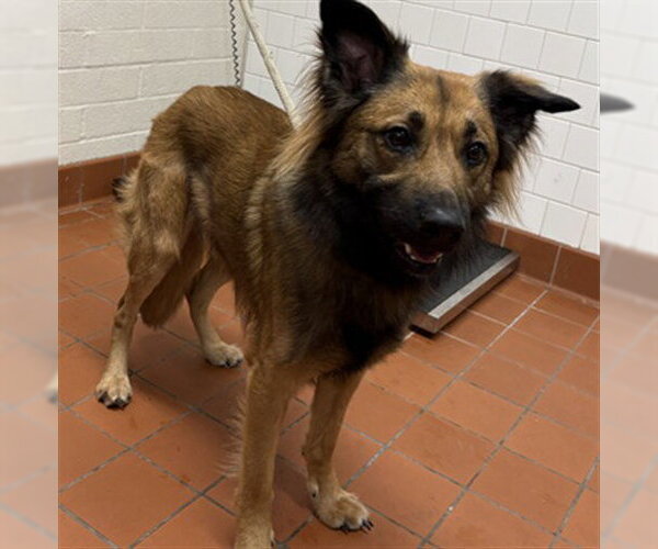 Medium Photo #1 German Shepherd Dog Puppy For Sale in Camarillo, CA, USA