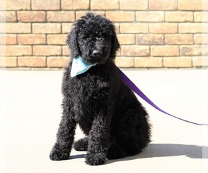 Goldendoodle Puppy for sale in FREDERICKSBG, OH, USA