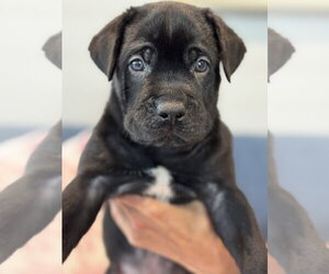 Charlotte's Puppy Charlie - Male Labrador Retriever-Unknown Mix Dog for Adoption - Photo #3