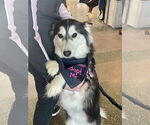 Small #8 Huskies  Mix