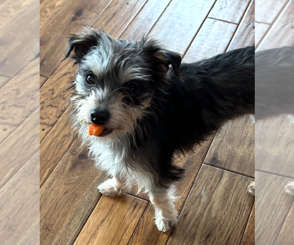 Medium Photo #3 Mutt Puppy For Sale in Westmont, IL, USA