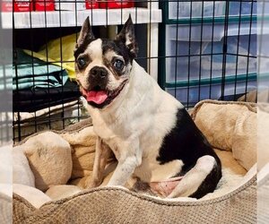 Boston Terrier Dogs for adoption in Bellmawr, NJ, USA