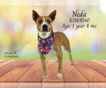 NEDA - Female Mutt Dog for Adoption - Small photo