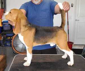 Beagle Puppy for sale in DAVENPORT, FL, USA