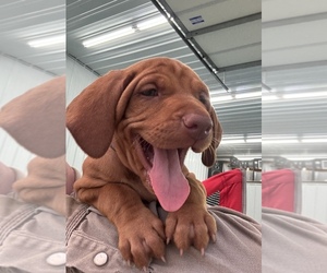 Vizsla Puppy for Sale in SHEPHERDSVILLE, Kentucky USA