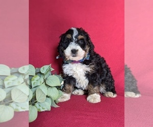 Miniature Bernedoodle Puppy for sale in OXFORD, PA, USA