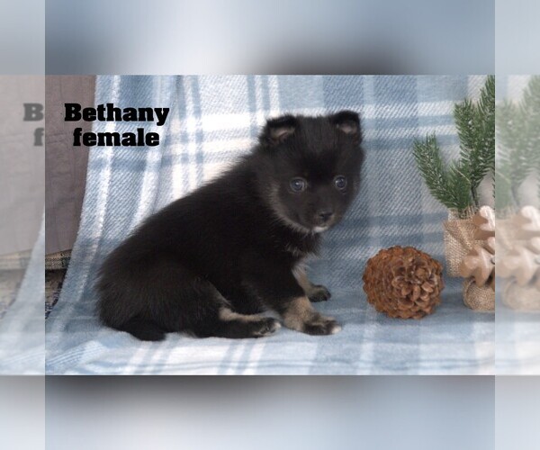 Medium Photo #8 Alaskan Klee Kai-Pomsky Mix Puppy For Sale in CLARE, MI, USA