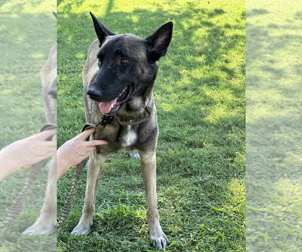 Medium Photo #3 Mutt Puppy For Sale in Imlay City, MI, USA