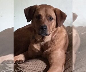 Labrador Retriever-Unknown Mix Dogs for adoption in Norman, OK, USA