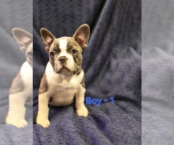 Medium Photo #2 French Bulldog Puppy For Sale in NAMPA, ID, USA