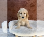 Small #15 Goldendoodle